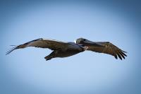 Pelican In Flight�